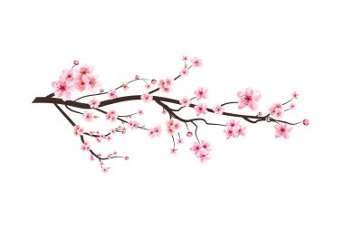 Kiraz ağacı dalında suluboya Sakura çiçekleri açıyor. Gerçekçi suluboya sakura çiçeği yayılıyor. Japon kiraz çiçeği vektörü. Pembe Sakura çiçek vektörlü kiraz çiçeği dalı.