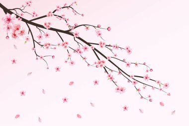 Kiraz çiçeği ve suluboya Sakura çiçeği. Kiraz çiçeği yaprakları dökülüyor. Gerçekçi Sakura dal vektörü. Japon kiraz çiçeği vektörü. Pembe Sakura çiçeği düşüyor. Sakura ile kiraz dalı.