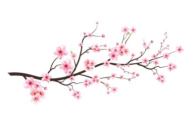 Gerçekçi Kiraz Çiçeği dalı. Pembe Sakura çiçek vektörlü kiraz çiçeği. Japon kiraz çiçeği vektörü. Çiçek açan suluboya çiçekli Sakura dalı. Pembe suluboya kiraz çiçeği vektörü.