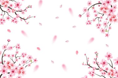Pembe Sakura çiçek vektörlü kiraz çiçeği. Pembe Sakura yaprağı düşüyor. Çiçek açan suluboya çiçekli Sakura dalı. Kiraz çiçeği yaprakları dökülüyor. Japon kiraz çiçeği vektörü. 