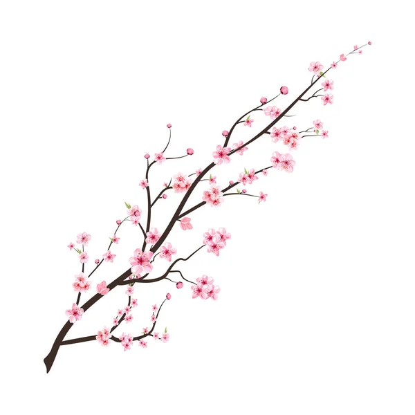 Branche Réaliste Fleurs Cerisier Vecteur Fleurs Cerisier Japonais Fleur Cerisier — Image vectorielle