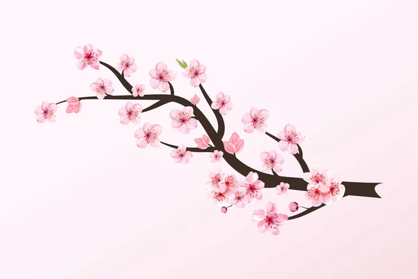 桜の花ベクトルと桜の枝 さくらの花の枝イラスト ピンクの桜の桜の枝 現実的な水彩の桜のベクトル 日本の桜のベクトル — ストックベクタ