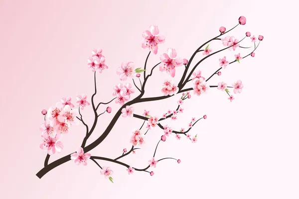 Kwiat Wiśni Kwitnącym Akwarelą Sakura Realistyczny Akwarela Sakura Gałąź Kwiatowa — Wektor stockowy
