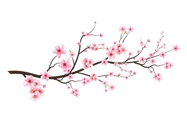 Realistic Cherry Blossom Branch Cherry Blossom Pink Sakura Flower Vector — Stock Vector