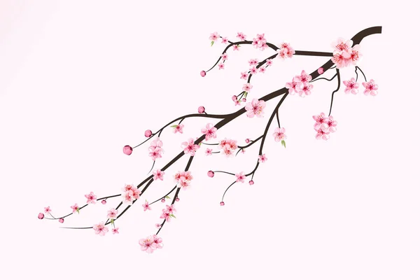 Branche Réaliste Fleurs Cerisier Branche Sakura Avec Fleur Aquarelle Fleurs — Image vectorielle