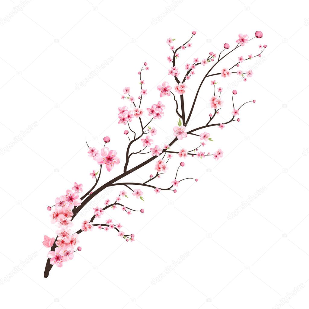 Cherry blossom branch with pink Sakura flower vector. Realistic Cherry blossom branch. Japanese Cherry blossom vector. Pink watercolor cherry flower illustration. Sakura flower branch vector.