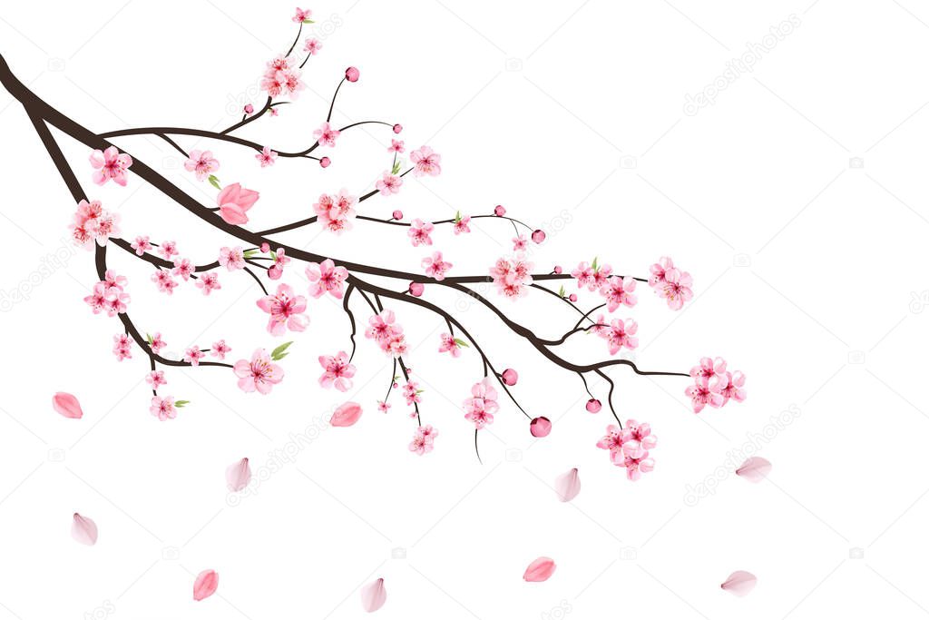 Cherry blossom branch with blooming Sakura. Realistic watercolor cherry flower. Cherry blossom leaves falling. Cherry branch with sakura. Pink Sakura leaf falling. Sakura flower branch illustration.
