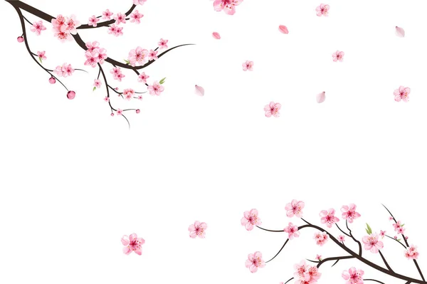 桜の花と桜の枝 白地に桜 水彩桜のベクトル ピンクの桜の花の背景 水彩の桜の芽 ピンク色の花を持つ桜の枝 — ストックベクタ