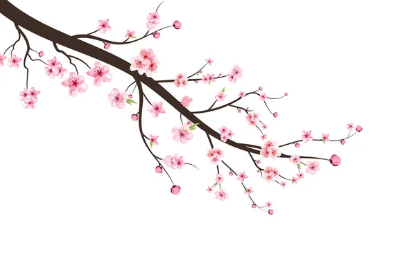 Kirschblütenzweig Mit Sakura Blume Sakura Auf Weißem Hintergrund Aquarell Kirschblütenvektor — Stockvektor