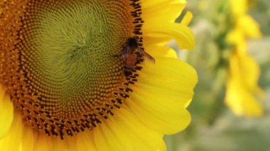 Yakından çekilen ayçiçeği görüntülerinden nektar ve polen toplayan bal arısı. Arı uçuyor ve çiçekleri tozlaştırıyor. Yavaş çekim video klibi. Ayçiçeği üzerinde polen toplayan bir bal arısının 4K videosu.