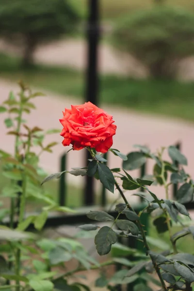 Rose Rouge Fleurissant Dans Jardin Arbre Vert Avec Une Seule — Photo