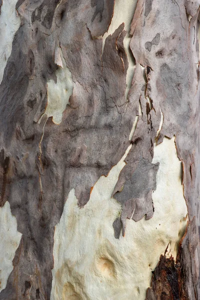 Eucalyptus Surface Arbre Texture Écorce Gros Plan Photoshoot Surface Bois — Photo