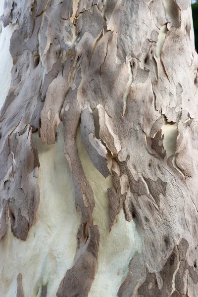Plan Rapproché Photoshoot Surface Eucalyptus Texture Écorce Écorce Arbre Sèche — Photo