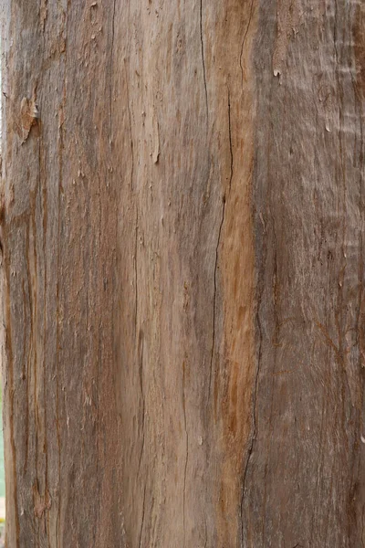 茶色く滑らかな樹皮の木の表面写真 樹皮のスプラッシュクローズアップ写真撮影で割れや平板な木のテクスチャ オークの木のエンボス加工の質感 木質が割れ木面 — ストック写真
