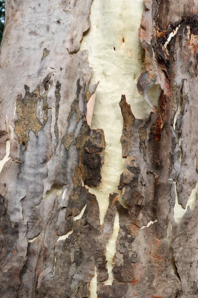 Texture Écorce Brun Foncé Sur Eucalyptus Blanc Photoshoot Gros Plan — Photo