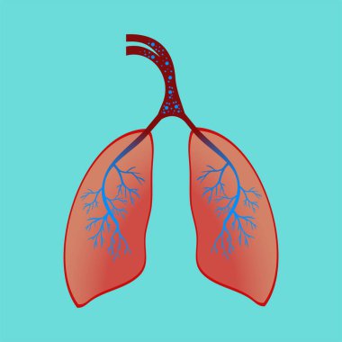 Akciğerler oksijen ve karbondioksit pompalıyor. Akciğerli insan anatomisi konsepti. Nefes alıp verme vektörü. Bir sürü kan, hava damarı ve mavi hava ikonu olan akciğerler. İnsan solunum sistemi çizimi.