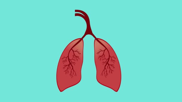 Anatomía Humana Respiración Animación Pulmones Sacando Oxígeno Del Aire Respirando — Vídeo de stock