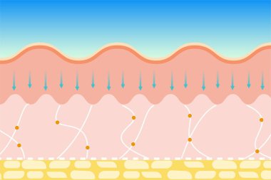 Cilt kırışıklıklarını ve yaşlanmayı önleyici vektörleri kaldırıyorum. Lastik fiber ve deri kolajen tedavi vektörlerini sıkılaştırıyorum. Derinin elastik lifini sıkılaştırmak ve cildindeki kırışıklıkları yok etmek için vücut serumu kullanılıyor..