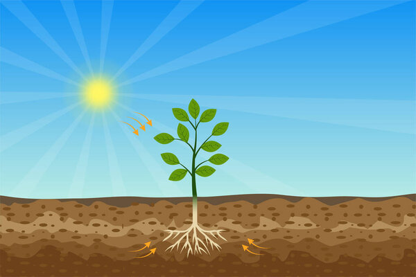 Photosynthesis process with green tree and shiny sun and hard soil vector. A tree gets nutrition from the sun and soil. A green plant is producing oxygen and sugar from the sunlight and minerals.