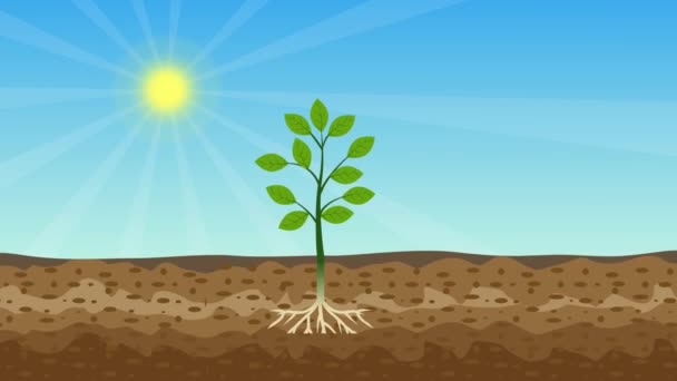 Fotoszintézis Folyamat Animáció Zöld Növény Fényes Nap Zöld Növények Energiát — Stock videók