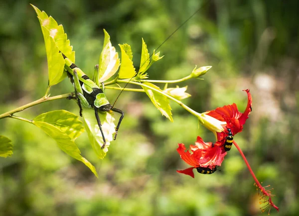 Giant Locust Sitting Hibiscus Flower Beetles Close Photo Hibiscus Flower — Fotografia de Stock