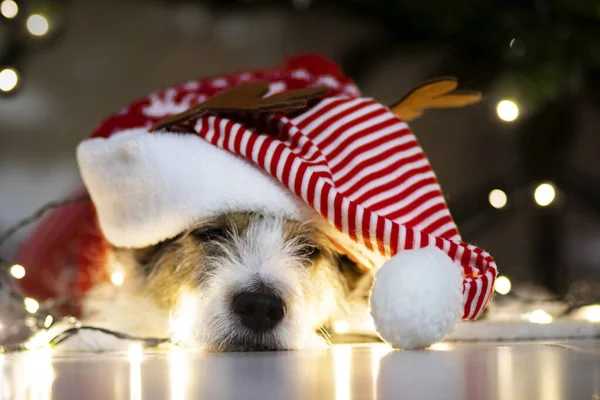 Cute smutny terrier, śpiący pies odpoczywający na podłodze z relaksującą girlandą na Boże Narodzenie w kapeluszu Świętego Mikołaja — Zdjęcie stockowe