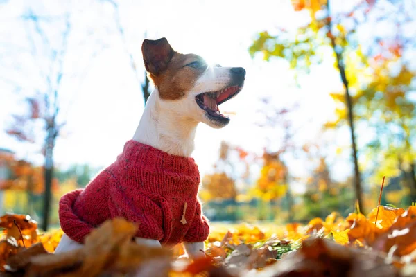 Szczęśliwy pies Jack Russell Terrier siedzi na liściach w parku jesienią. Zwierzę w swetrze, na ulicy w kwadracie. Jesienny nastrój. Pies pastor Terrier gra w klon czerwony i żółty liście. — Zdjęcie stockowe