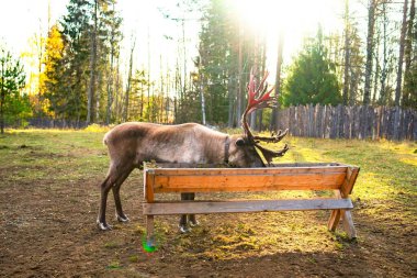 Kocaman boynuzları olan, ladin dalları ya da yosun yiyen bir geyiğin portresi..