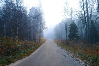 Mistik bir iz ya da yol. Sisteki karanlık orman, fantastik manzara. Akşamları kasvetli, kasvetli bir orman