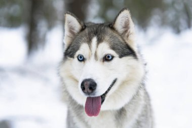 Mavi gözlü bir köpeğin ağızlığı, Husky cinsi, kızak köpeği. Mutlu hayvan Malamute kış ormanında, açık havada.