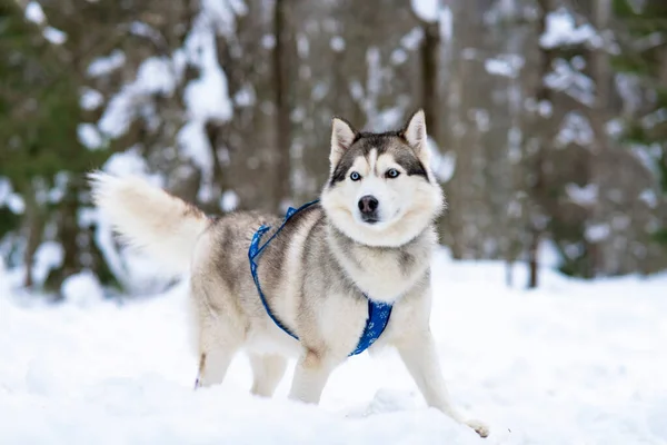 Mavi gözlü köpekler, boğuk cinsler, karda kış ormanlarında oynarlar. Kışın açık havada mutlu bir evcil hayvan.. — Stok fotoğraf