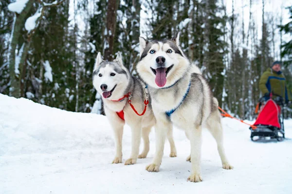 Husky cinsinin iki mutlu köpeği, kış ormanındaki bir kızak takımında, kar. Kızak köpeği, açık havada..