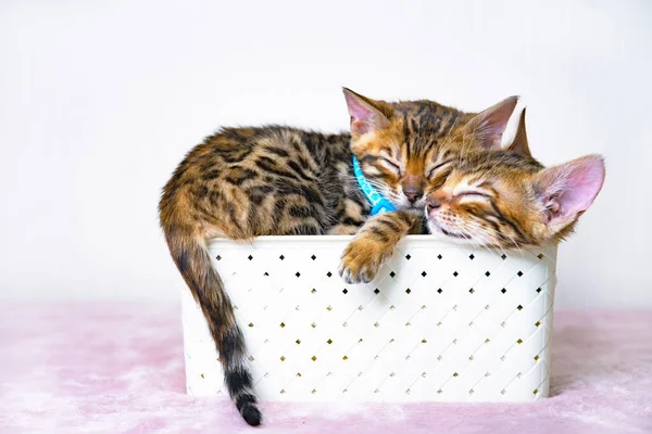 Zwei süße kleine Kätzchen schlafen in einem Korb auf einem schlichten Hintergrund. Postkarte. Bengalische Katze, Leopard und gestromte Farbe — Stockfoto