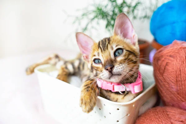 Niedliches kleines Kätzchen mit blauen Kugeln, Wollfäden in einem Korb. Bengalische Katze, Leopard und gestromte Farbe — Stockfoto