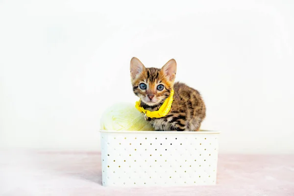 Ein niedliches Kätzchen sitzt in einem Korb auf einem schlichten Hintergrund. Postkarte. Bengalische Katze, Leopard und gestromt — Stockfoto