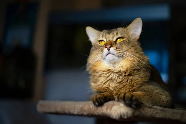 Wichtig Schöne, norwegische Waldkatze ist eine semi-langhaarige Rasse, Tierporträt zu Hause — Stockfoto