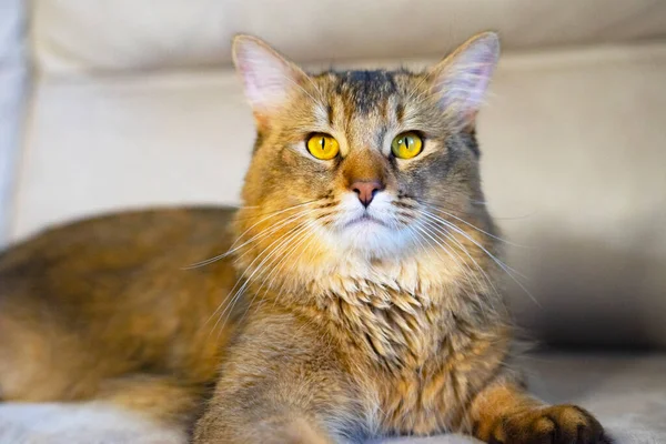 Schöne, norwegische Waldkatze - halblanghaarige Rasse, zu Hause auf dem Sofa liegend, Haustierporträt. Direkt in die Kamera schauen — Stockfoto