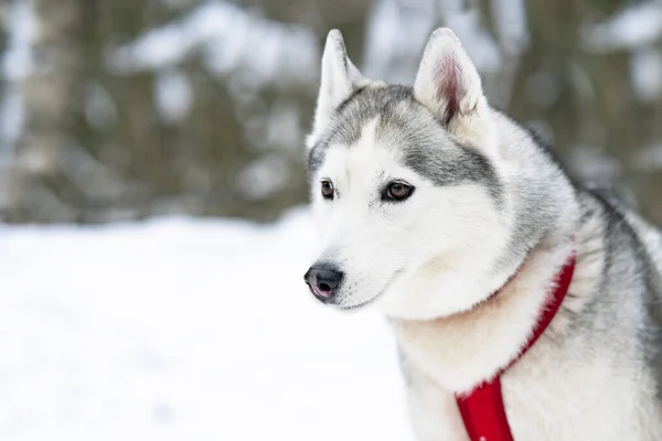 Yakından bir köpek ağızlığı, boğuk bir cins, kızak köpeği. Kışlık ormanda, açık havada mutlu bir evcil hayvan. Boşluğu kopyala — Stok fotoğraf