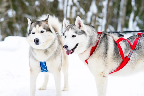 Kış ormanında koşum takımında iki komik ve mutlu köpek çifti, kar. Kızak köpeği, açık havada. Bir evcil hayvan, bir hayvan. — Stok fotoğraf
