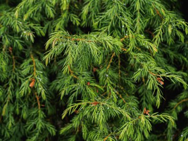 Ormancılık. Küçük iğneli kozalaklı ağaç, yeşil ardıç. Yazın arka plan ağaçları. Yatay yönelim