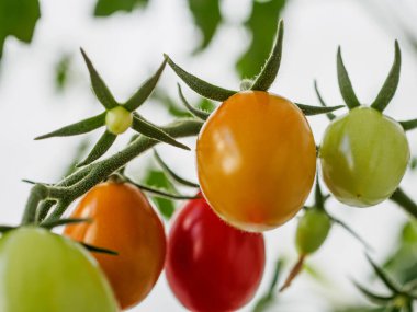 Bir dalda yakın plan kiraz domatesleri. Yeşilden kırmızıya farklı olgunlukta domatesler. Domates yaprakları ve beyaz arkaplan. Yatay yönelim.