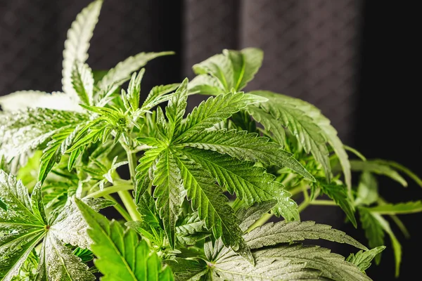 Junge Medizinische Cannabis Pflanze Indica Mit Cbd Grauer Hintergrund Der — Stockfoto