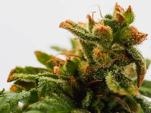 Genç tıbbi kenevir bitkisi. CBD 'li tıbbi indica. Çiçeğin beyaz arkaplanı. Yatay yönelim.