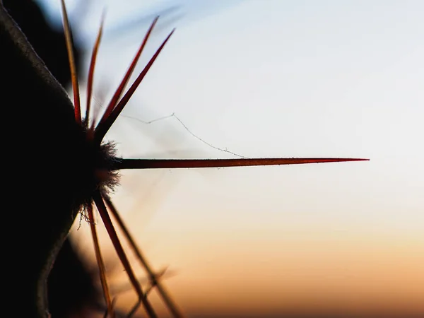 Beautiful Colored Needles Cactus Close Horizontal Orientation Light Sunset — Stock Photo, Image