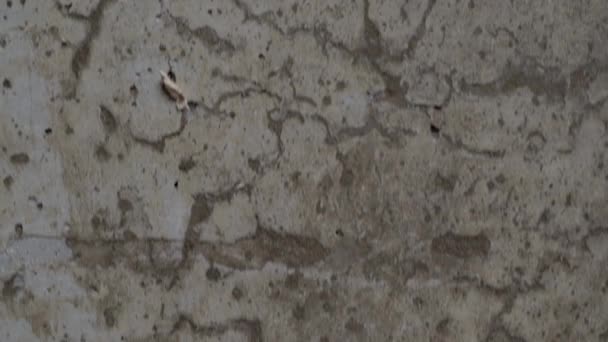 Текстурований старий сірий бетонний фон, забарвлений бежевою ліпниною з подряпинами і отворами . — стокове відео