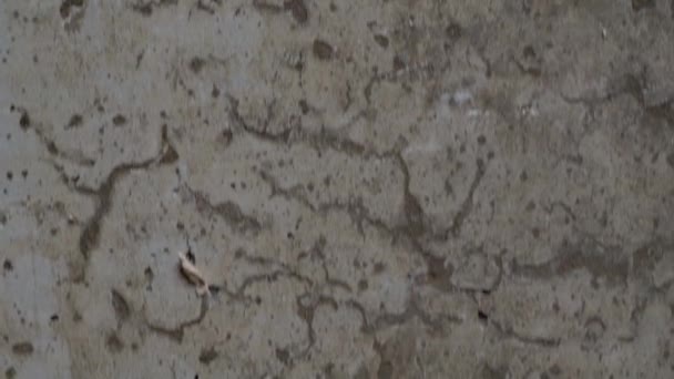 Texturované staré šedé betonové pozadí potřísněné béžovým štukem se škrábanci a otvory. — Stock video
