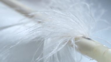 Bir kartal uçuşu rüzgarda sallanıyor. Yakın plan. 4 bin. Beyaz