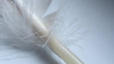 Bir kartal uçuşu rüzgarda sallanıyor. Yakın plan. 4 bin. Beyaz