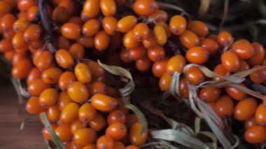 Deniz dikenli çalı koleksiyonu. Çalılıklarda Buckthorn çilekleri. Büyük portakal rengi sabun çileği. Olgun Buffaloberry Hasadı. ahşap ve beton arkaplan.