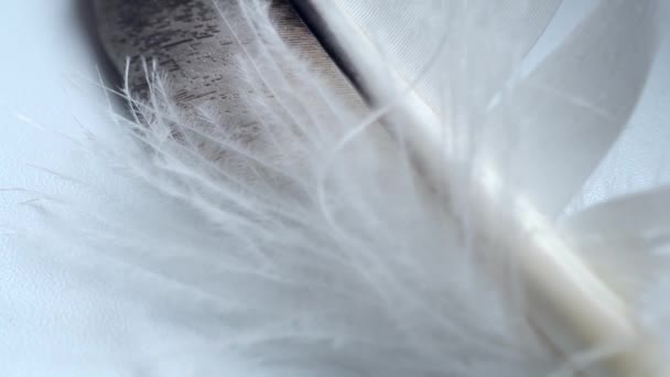 Jeden let orla se třepotá ve větru. Detailní záběr. 4k. Bílá — Stock video